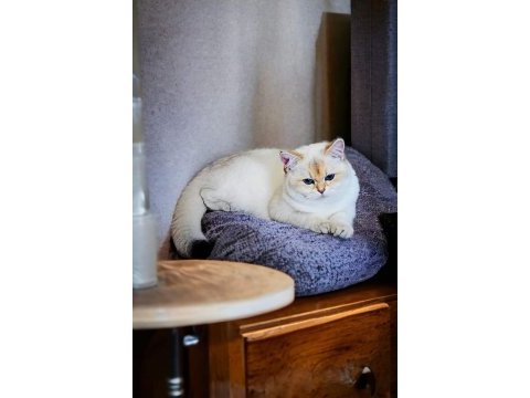 British shorthair şecereli oğlumuz owen