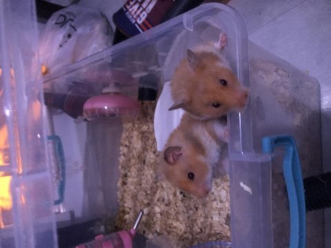 Yavru hamster