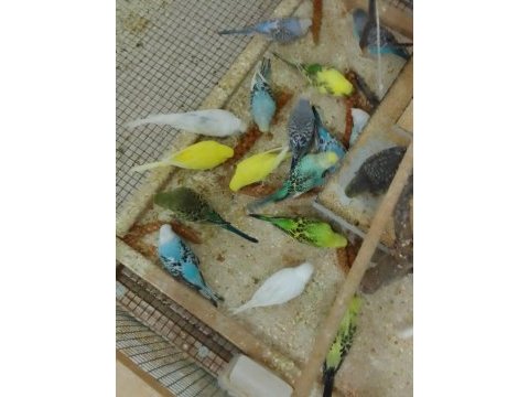 Yerli, jumbo ve kırık yavru muhabbet kuşları
