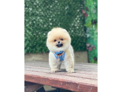 Pomeranian teddy face yavruları