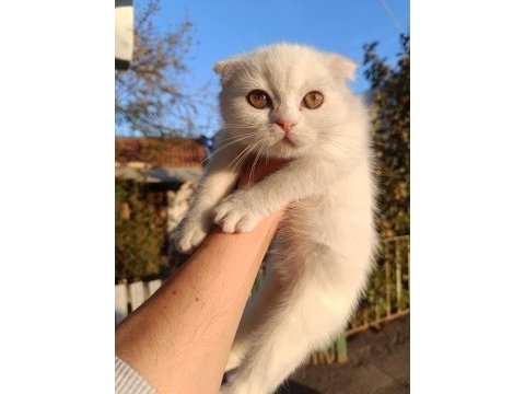 Beyaz scottish fold yavru