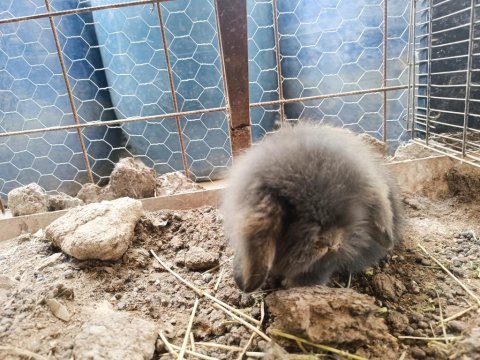 Hollanda teddy lop tavşanı