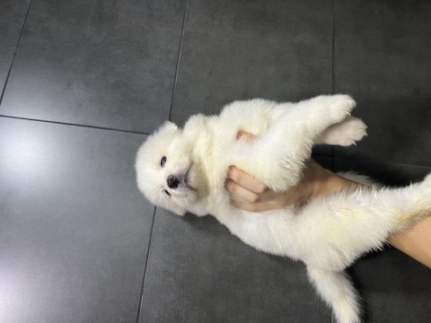 Kar top samoyed yavruları teslime hazır