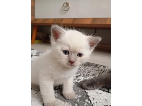 Scottish fold yavrularımız