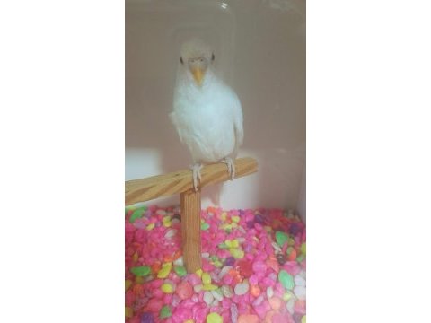 Albino kırmızı göz dişi muhabbet kuşumuz