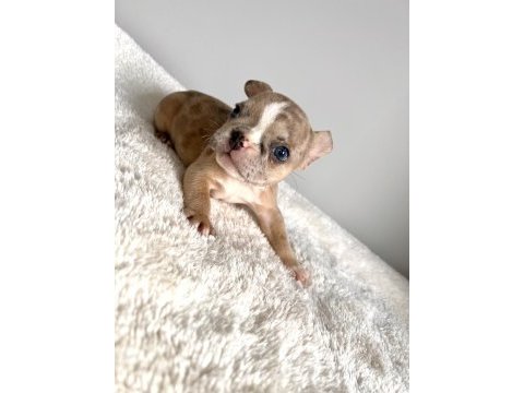 Renkli gözlü ırk garantili yavrularım french bulldog
