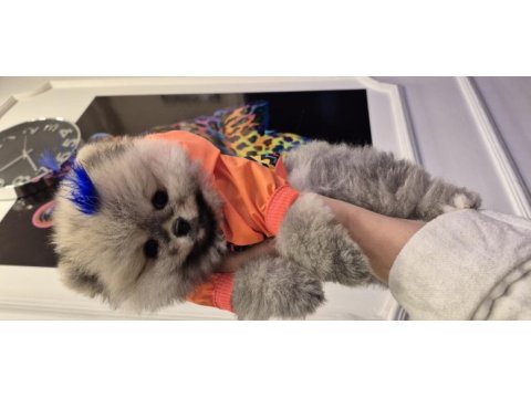 Orjinal pomeranian boo garantili