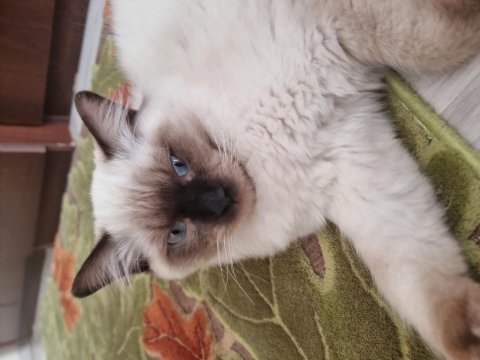 8 aylık erkek ful secereli ragdoll