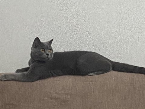 1.5 yaşında british shorthair