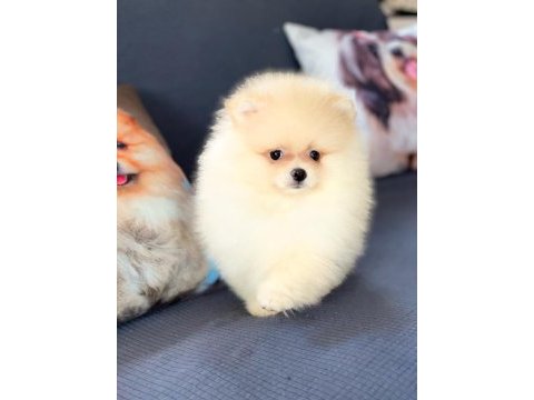 Pomeranian çifliğinden muhteşem yavrular