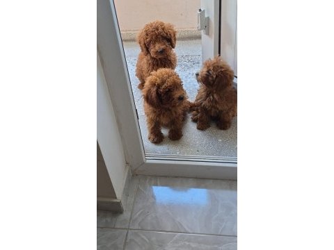 Toy poodle bebekleri