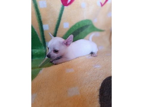 Dişi şivava chihuahua