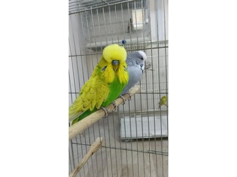 Uygunculara gelsin şow muhabbet kuşlar