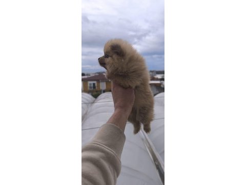 Bu pomeranian güzellikler sahiplendirmek için sizi bekliyor