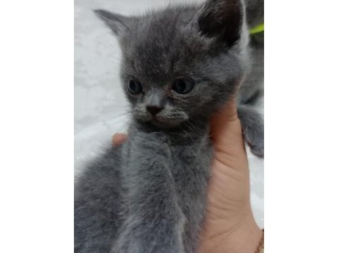 2 tane küçük afacanlar dik ve kırık kulak kedimiz
