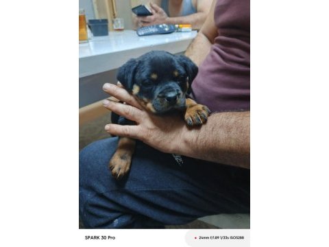 Irk garantili rottweiler yavrular