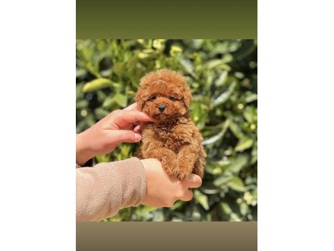 Toy kore ırk safkan güzellik