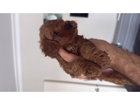 Şeker tadında toy poodle yavrular