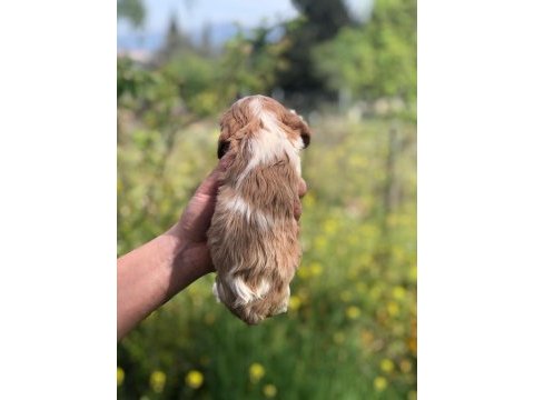 A kalite aşılı garantili cavalier king charles bebekler