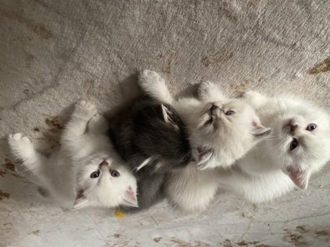 Güzel bebeklerimiz british shorthair