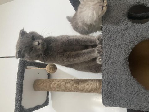 12 aylık scottish fold aşısı kimliği mevcut malzemesi