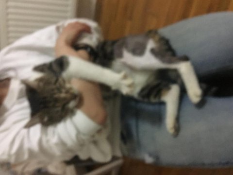 Kedimiz şanslıya sahip aranıyor