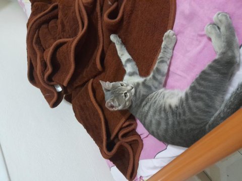 3 aylık dişi kedimiz