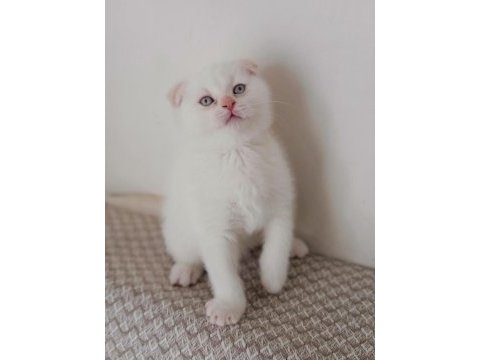 05.01.2026 doğumlu erkek scottish fold kedimiz