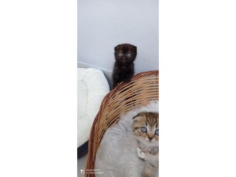 Cana yakın mükemmel bir yavru scottish fold