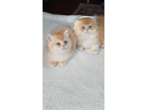 Golden british shorthair yavrular