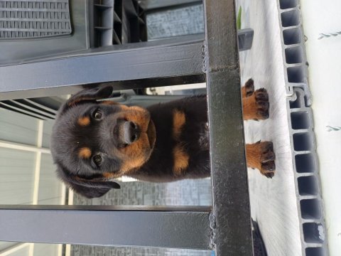 Safkan erkek yavru rottweiler