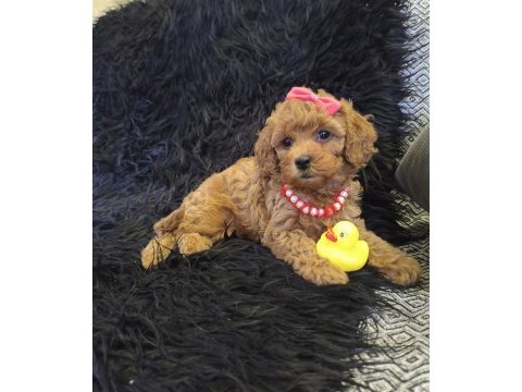 Sevimli prenses poodle