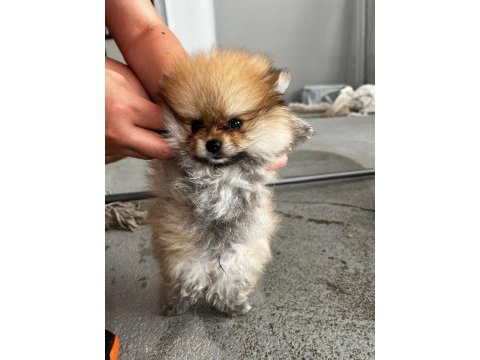 Kendi yetistirdigim köpeğimin pomeranian yavruları