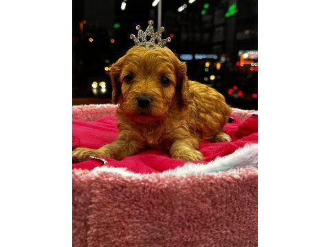 Piazza avm petshop güvencesiyle maltipoo