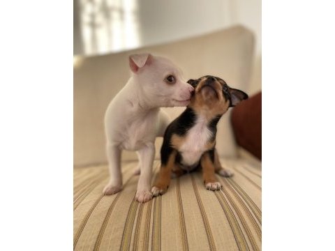 Varsa daha iyisi o da annesi pinscher