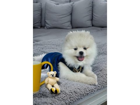 Antalya ırk ve sağlık garantili kar beyaz erkek pomeranian