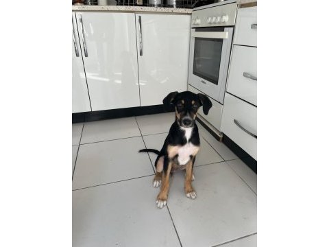Rus finosu ve rottweiler kırması yavru