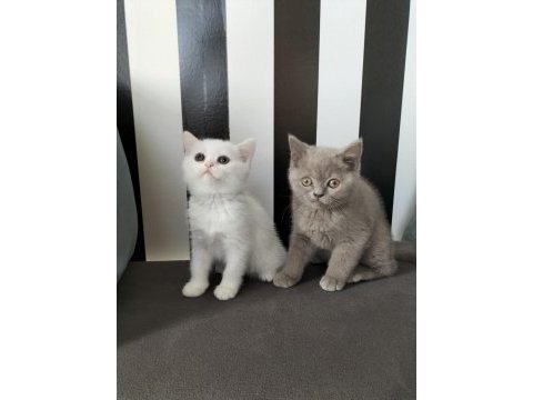 British shorthair beyaz dişi lilac erkek yavrular