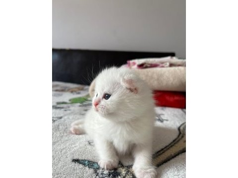 Scottish fold 40 günlük