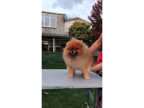 Rusya export secereli tedy bear pomeranian