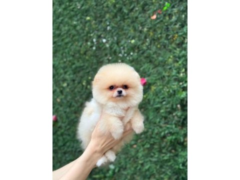 Show kalite pomeranian boo yavrular