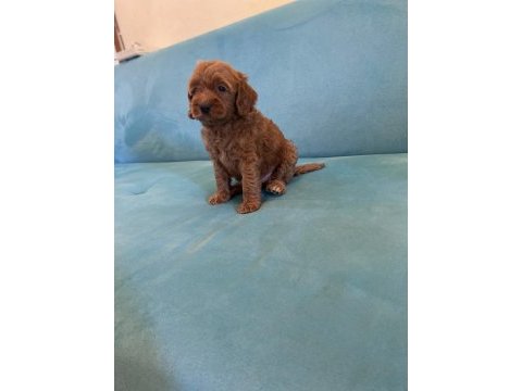Babalık hakımız kalite poodle