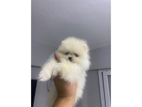 Pomeranian boo erkek