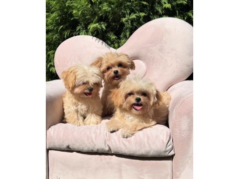 Mini maltipoo sevimli bebekler