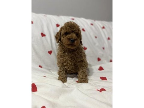 2 aylık toy poodle bebekler erkek