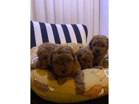 Safkan toy poodle yavrular