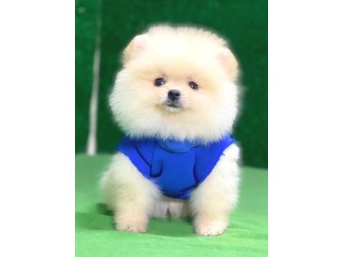 Pomeranian boo bebekler