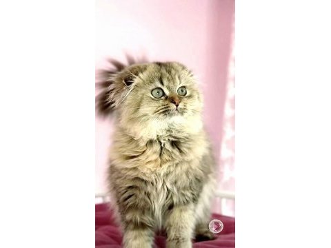 Highland scottish fold