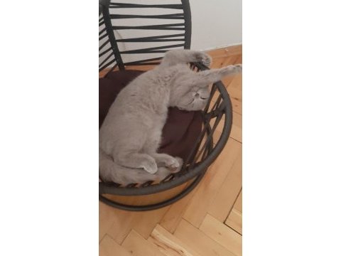 4,5 aylık scottish fold lilak dişi