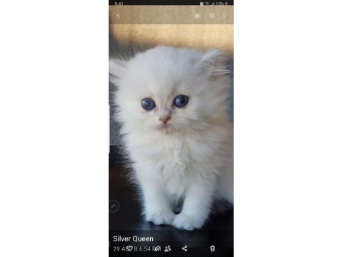 British longhair silver
